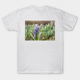 Purple rain in spring T-Shirt